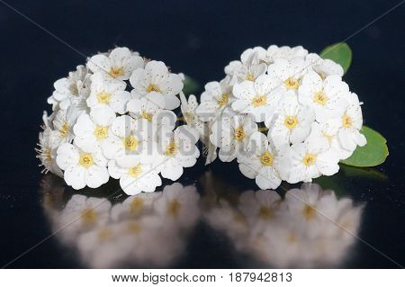 Small white flowers isolated on black background