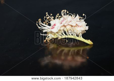 Small white flowers isolated on black background