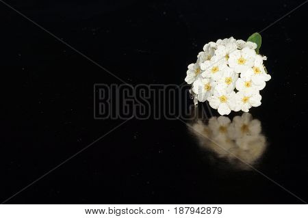 Small white flowers isolated on black background