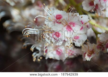 Small white flowers isolated on black background