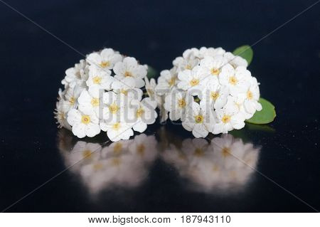 Small white flowers isolated on black background