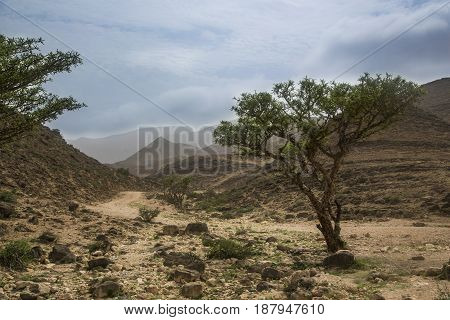 frankinsence tree in a landscape of Dhofar mountains in Salalah, Oman