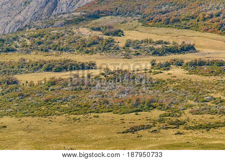 Aerial View Patagonia Forest. Argentina