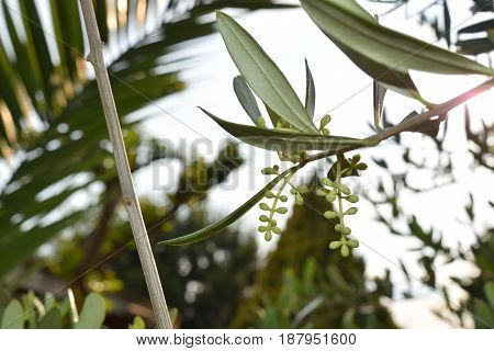 Leaves And Olive Shoots With Bunch Of Buds