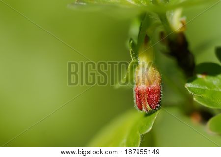 gooseberry on the green background /macro photography