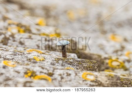 Hobnail sticking out of asbestos sheet old roof. Head of the nail closeup. Background with limited depth of field.