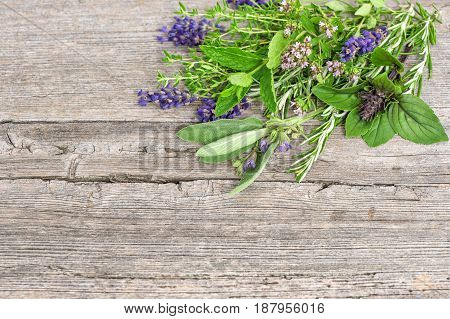 Bundle of fresh herbs. Basil rosemary sage thyme mint oregano marjoram savory lavender
