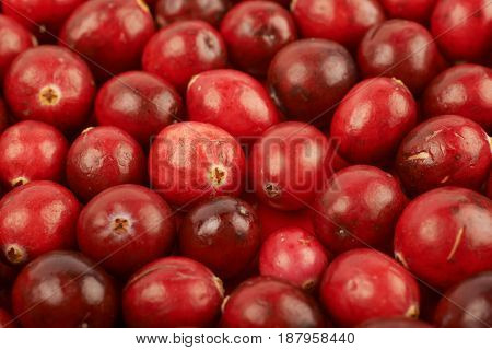 Surface coated with the multiple red ripe cranberries as a backdrop composition