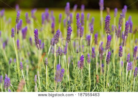 Beautiful Lavender Flowers
