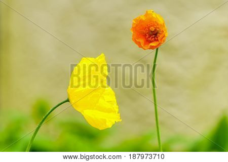 Close-up of a yellow and orange Welsh poppy Meconopsis cambrica in the nature with blurred background