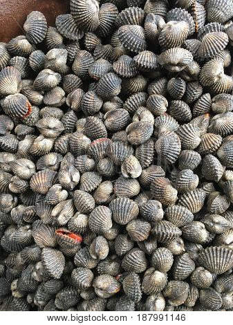 close up fresh blood cockle in nature market