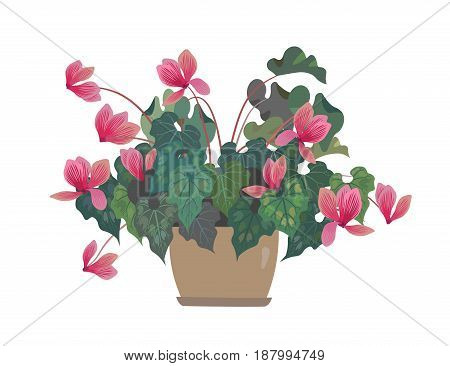 Flower in a pot. Pink Cyclamen. Home flowers. Isolalated on white