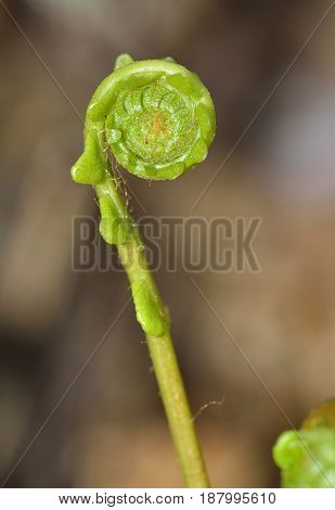 Hard Fern