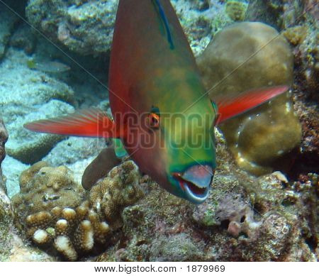 Peixe papagaio de brasa