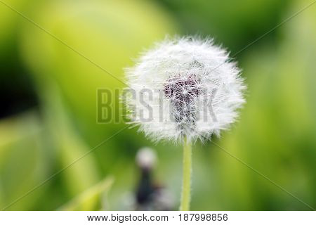 Beautiful spring flower dandelion on a grassy meadow