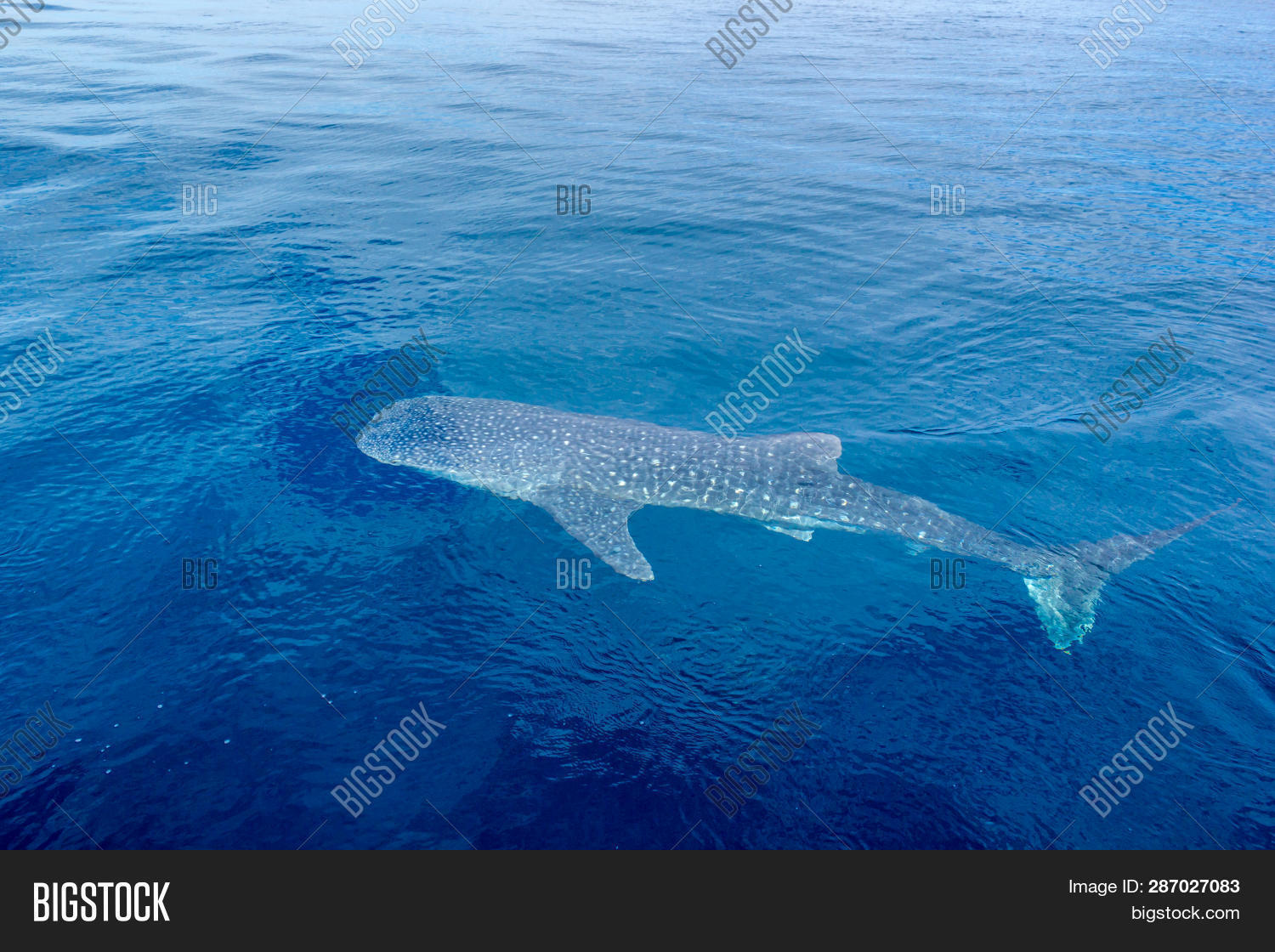 Small Baby Whale Shark Image & Photo (Free Trial) | Bigstock