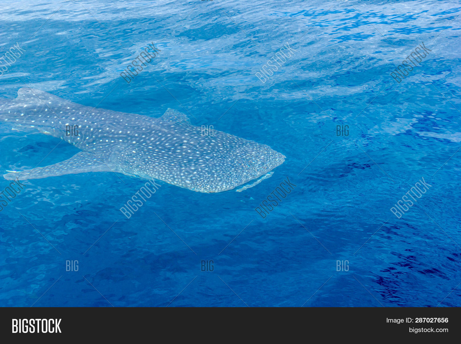 Small Baby Whale Shark Image & Photo (Free Trial) | Bigstock