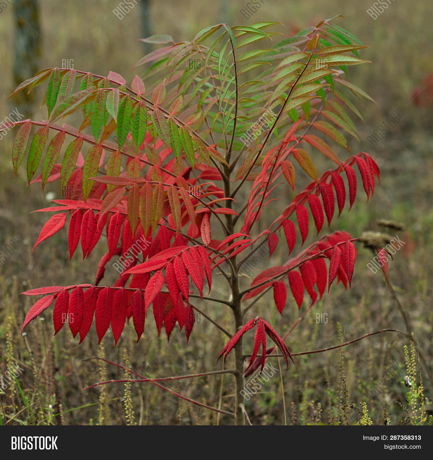 Small Staghorn Sumac Image & Photo (Free Trial) Bigstock