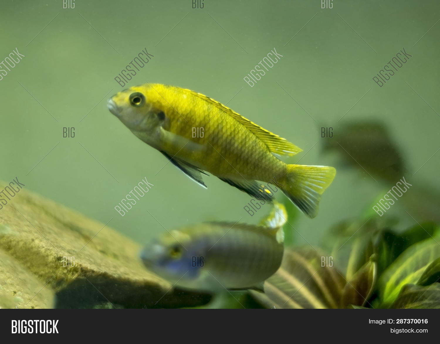 Male Cichlid Fich Image & Photo (Free Trial) | Bigstock