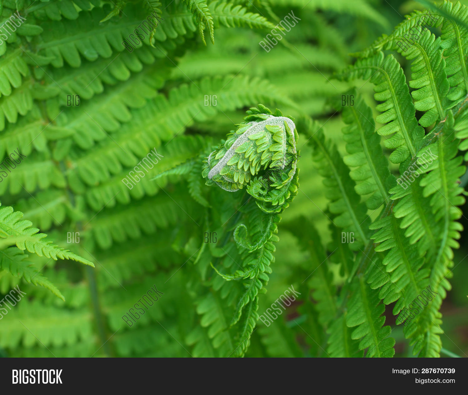 Close Eagle Fern Image & Photo (Free Trial) Bigstock