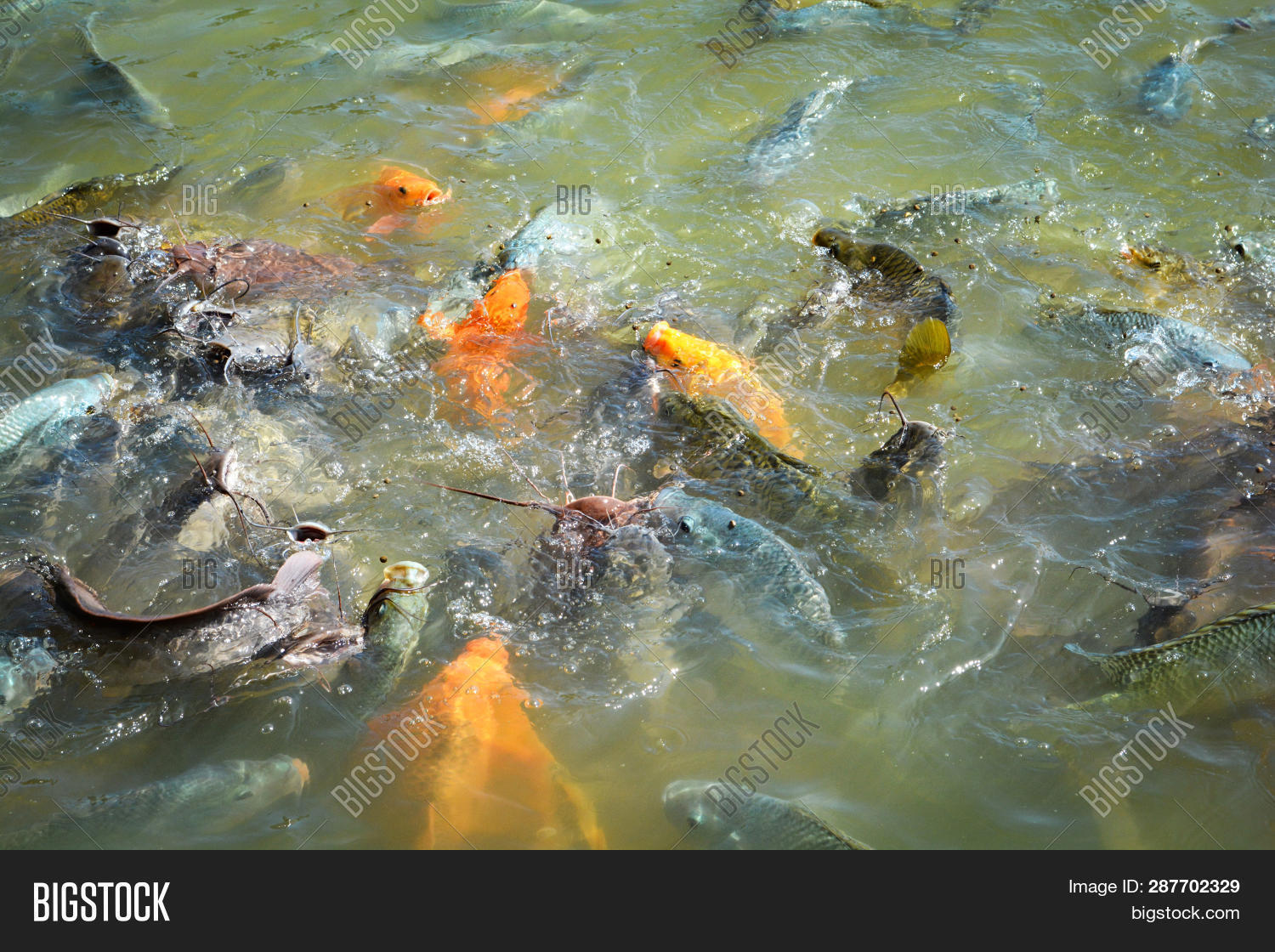 Orange Golden Carp Image Photo Free Trial Bigstock