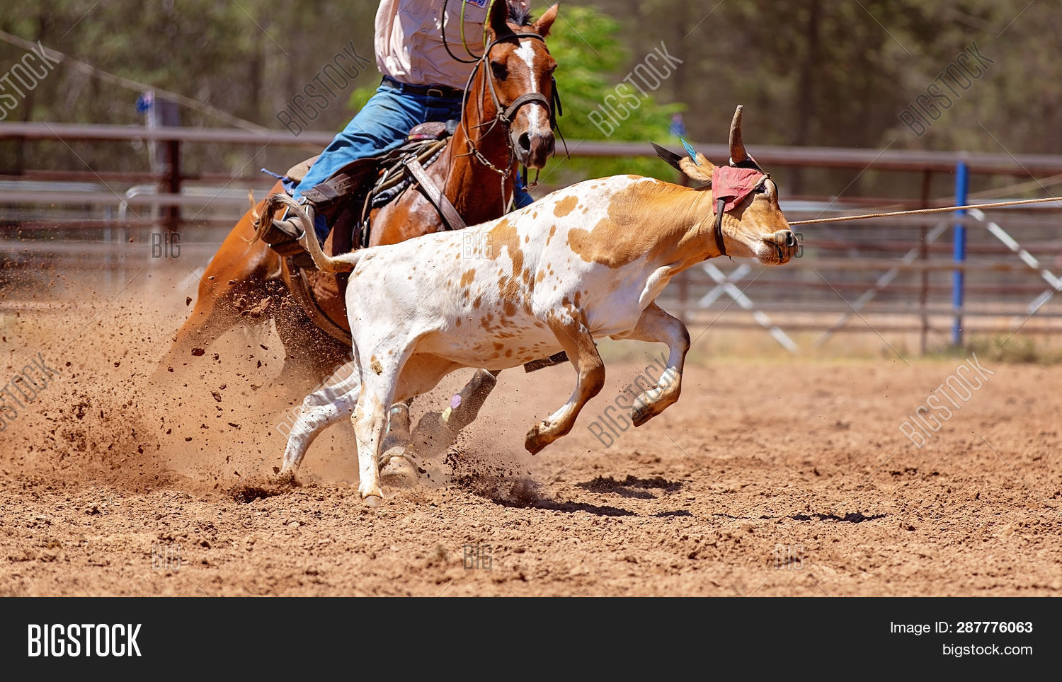 Calf Getting Roped Calf Being Roped By Image & Photo (Free Trial) | Bigstock