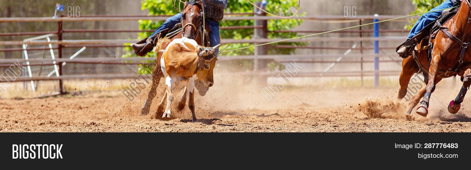 Calf Getting Roped Calf Being Roped By Image & Photo (Free Trial) | Bigstock