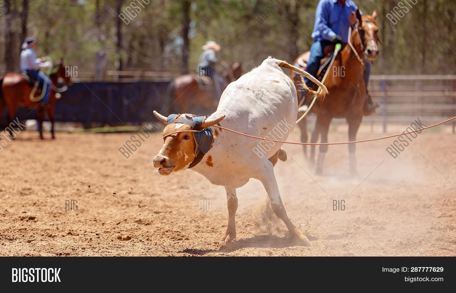 Calf Being Roped By Image & Photo (Free Trial) | Bigstock