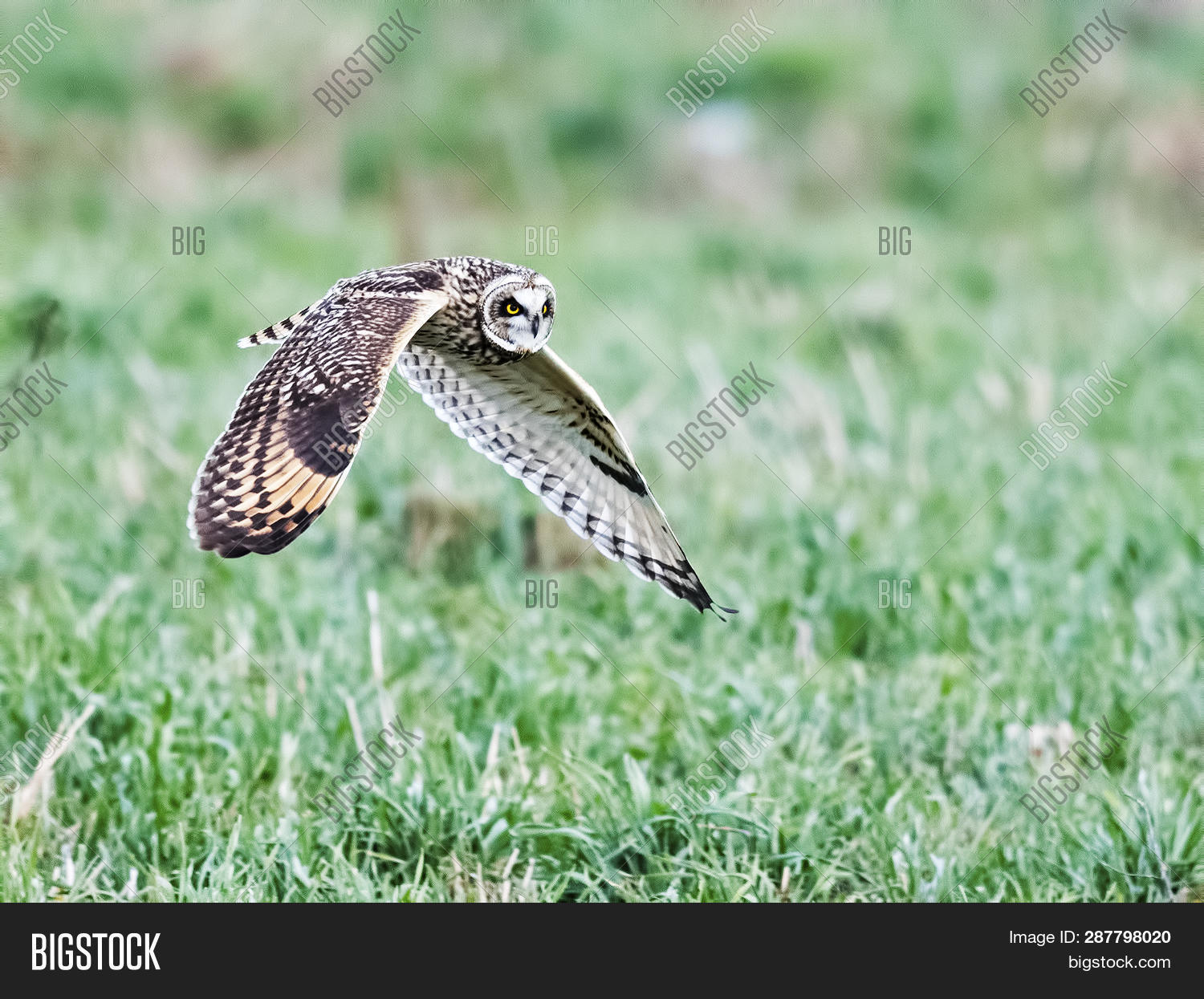 Short-eared Owl Flight Image & Photo (Free Trial) | Bigstock