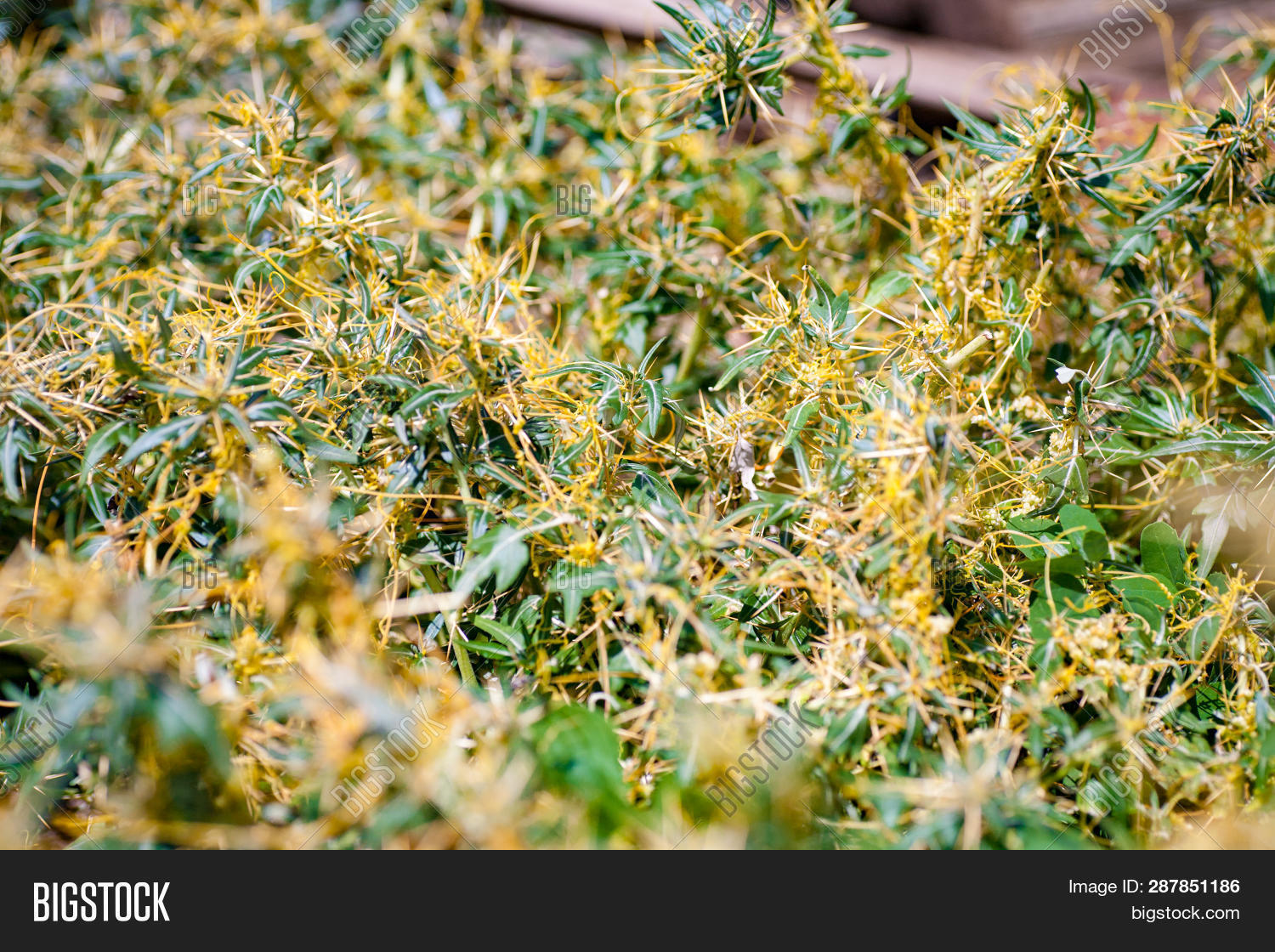 What Is The Genus And Species Of Dodder Cuscuta? – DWWITP