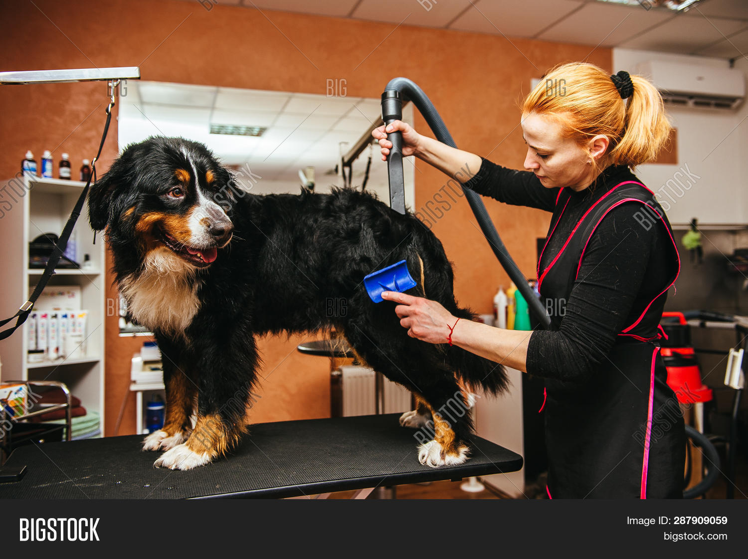 Do Bernese Mountain Dogs Need Haircuts