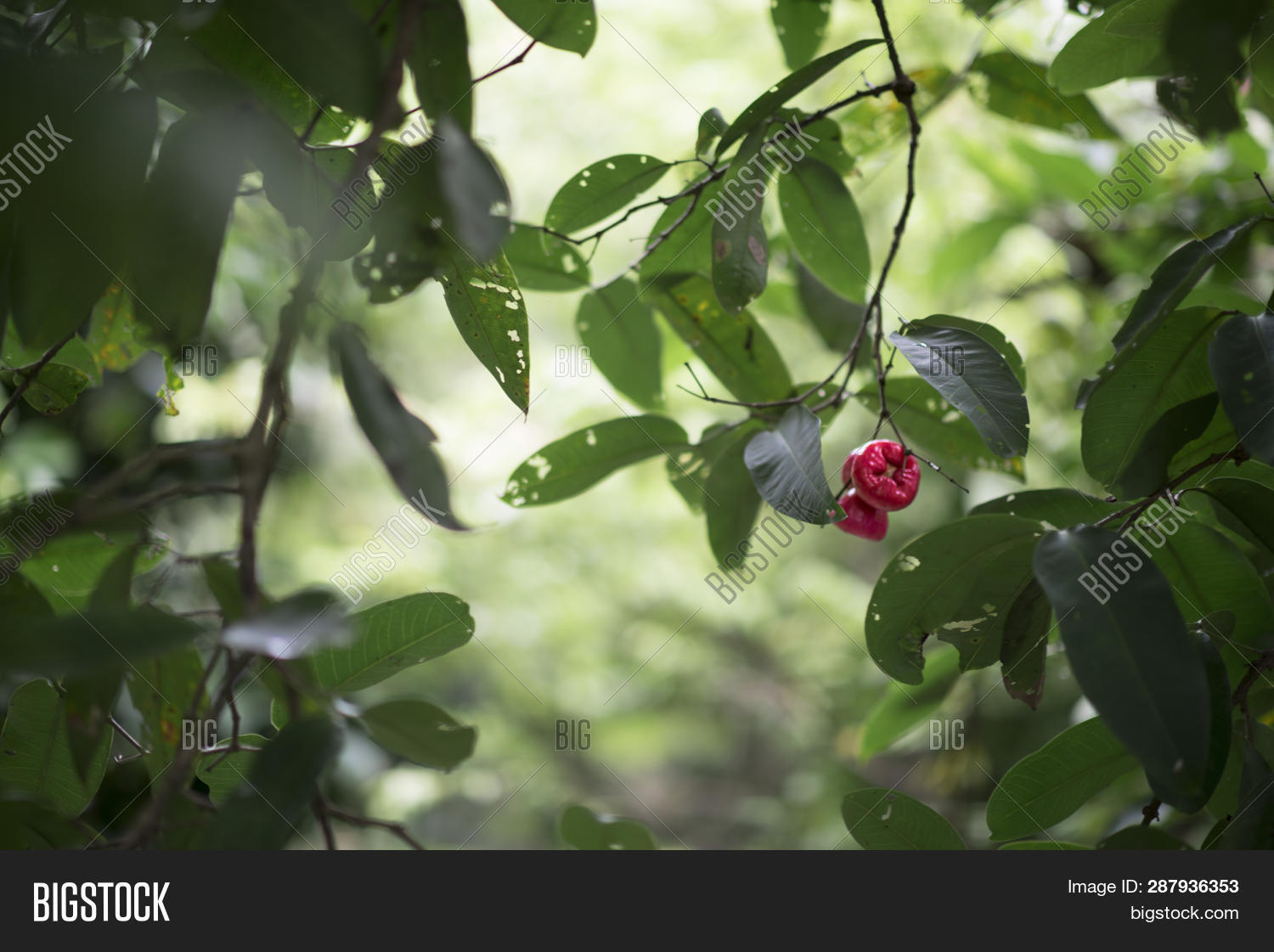 Vietnamese Waterapple Image Photo Free Trial Bigstock
