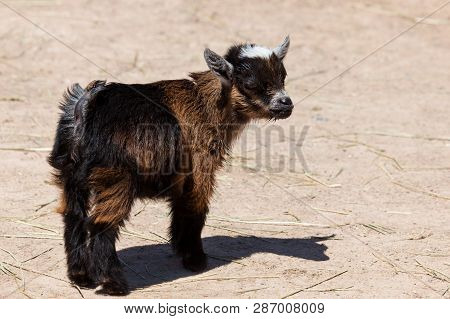 A Cute Little Baby Goat Stands In The Sunshine At A Petting Zoo.