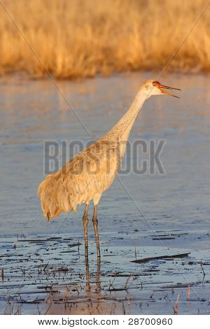 Sandhill 크레인