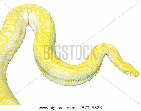 Closeup And Clop Giant Gold Boa Snake Isolate On White Background And Make With Clipping Paths.
