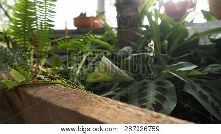 Close-up Of Green Fern Growing In Greenhouse. Beautiful Green Fern Leaves Are Illuminated By Sun's R