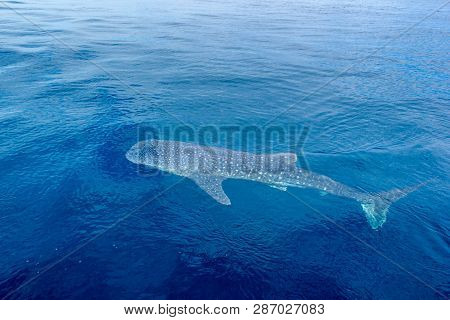 A Small Baby Whale Shark, Shot From A Boat, Nigaloo Reef Western Australia