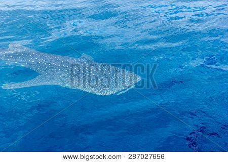 A Small Baby Whale Shark, Shot From A Boat, Nigaloo Reef Western Australia