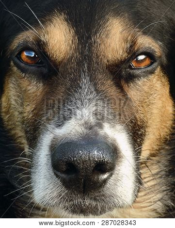 Portrait Of A Hunting Dog Close Up