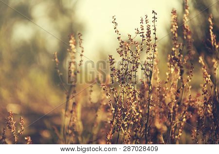 Orange Grass In The Yellow Sunset Light