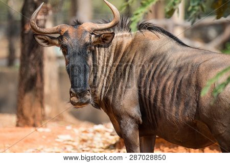 Wilderbeast,  Wildebeest's Looking To Camera.