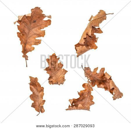 Dry Leaves Of Alder Tree Isolated On White Background . Alnus Glutinosa Autumn Leaf