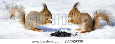 Two Red Squirel In The Snow Eating Sunflower Seeds