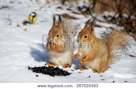 Two Red Squirel In The Snow Eating Sunflower Seeds