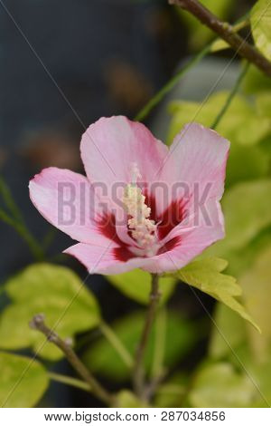 Rose Of Sharon Woodbridge - Latin Name - Hibiscus Syriacus Woodbridge