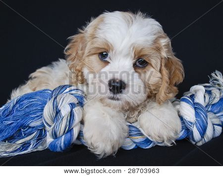Szczeniak Cavachon