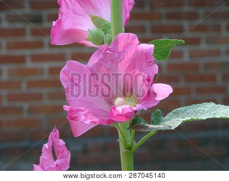 Pink Malva Silvestris. Mallow. Blooming Musk Mallowin Summer