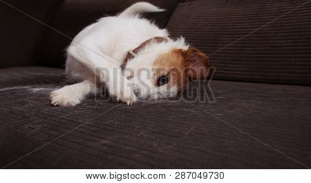 Furry Jack Russell Dog, Annual Shedding Hair During Molt Season Playing On Sofa Furniture
