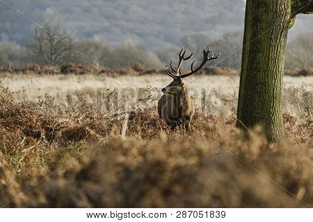Stunning Red Deer Stag Cervus Elaphus With Majestic Antelrs In Autumn Fall Froest Landscape