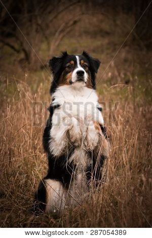 Australian Shepherd Dog Is Begging In Reed.